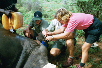 Nashorn beim Wildlife Tierarzt: Safari in Südafrika